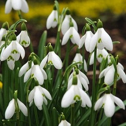 Galanthus nivalis, snowdrops